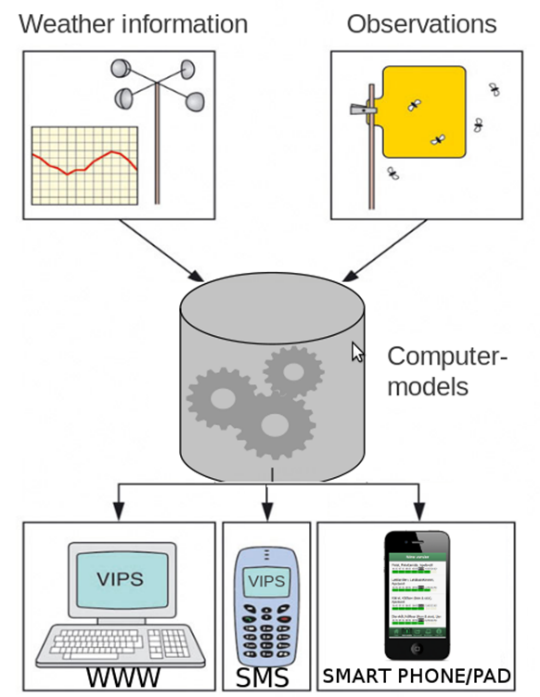Værdata og observasjoner inngår i meldingstjenester og modellberegninger i VIPS. Meldinger om observasjoner og varsler om risiko for angrep formidles på nettsidene www.vips-landbruk.no, via VIPS mobil, via SMS eller epost.
